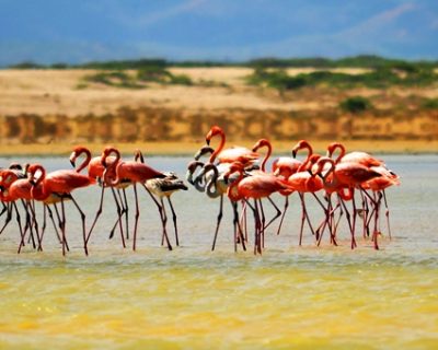 Guajira - Flamingo